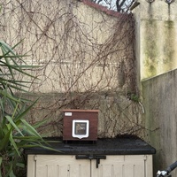 photo de livraison pour Chat Gratouille