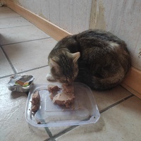 photo de livraison pour Les Chats de la Rue