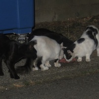 photo de livraison pour Chat Libre de l'Ile du Ramier