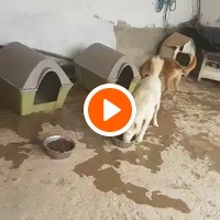 photo de livraison pour SOS Animaux Tunisie