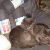 photo de livraison pour Jardin des Chats