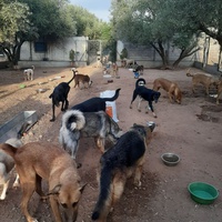 photo de livraison pour Help Adopt Moroccan Animals