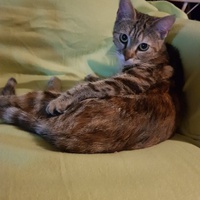 photo de livraison pour Des Cœurs pour les Pattes du 93