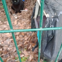 photo de livraison pour Les Chats-Pitresdelavi-Ste