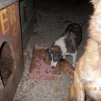 photo de livraison pour Pro Animals Finland ry