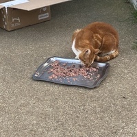 photo de livraison pour SADF (Sauvetage des animaux domestiques de France)