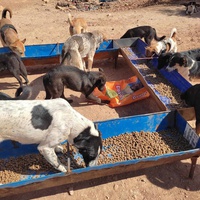 photo de livraison pour 4 Pattes Mogador