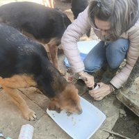 photo de livraison pour Chats Libres de Béziers