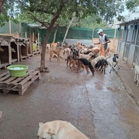 photo de livraison pour Comme Chiens et Chats Maroc