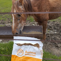 photo de livraison pour Hearthland Royal Horse