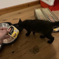 photo de livraison pour Les Chats de Condom 32