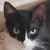 photo animal