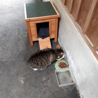 photo de livraison pour Chats du Pays d'Ornans