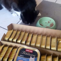 photo de livraison pour Les chats de l'Indifférence