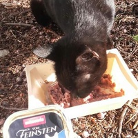photo de livraison pour Les Chats-Pitresdelavi-Ste
