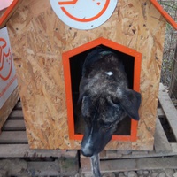 photo de livraison pour Refuge pour chiens de Baia Mare