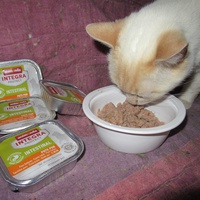 photo de livraison pour Jardin des Chats