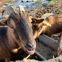 photo de livraison pour Refuge du Poil à la Plume