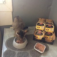 photo de livraison pour Les chats de l'Indifférence