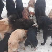 photo de livraison pour Nobody's Dog France