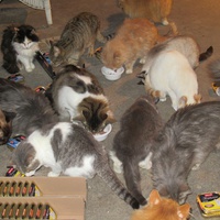 photo de livraison pour Jardin des Chats