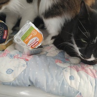 photo de livraison pour Les Pattounes de l'Espoir