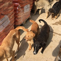 photo de livraison pour Saving Orphaned Souls Sheila's Animal Rescue Mission
