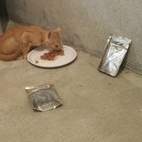 photo de livraison pour Bien vivre avec les Chats Sallélois