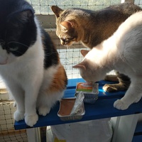 photo de livraison pour Les Pattounes de l'Espoir