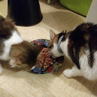 photo de livraison pour Protect Cat
