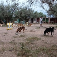 photo de livraison pour Help Adopt Moroccan Animals