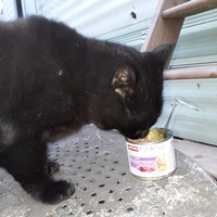 photo de livraison pour Les Chats de la Tour