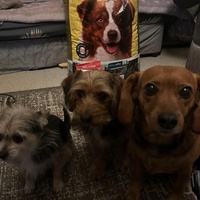 photo de livraison pour Programme alimentaire Animal Webaction