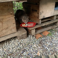 photo de livraison pour Les chats de chez nous