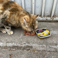 photo de livraison pour Bien vivre avec les Chats Sallélois