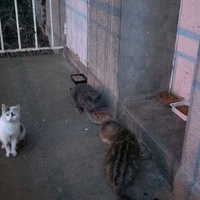 photo de livraison pour Sous l'Aile de Bastet