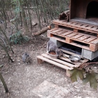 photo de livraison pour Les Chats libres de Fleurance