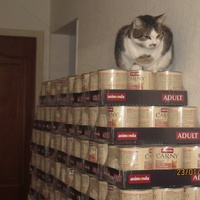 photo de livraison pour Chat Libre de l'Ile du Ramier
