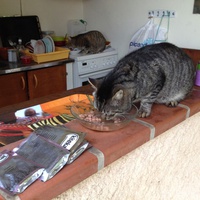 photo de livraison pour Association Des  Chats  De Hyeres