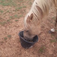 photo de livraison pour Equi-Libre : Droit à la Retraite Equine
