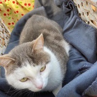 photo de livraison pour Association Des  Chats  De Hyeres