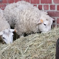photo de livraison pour Au Bonheur Animal