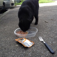 photo de livraison pour Chats Maux