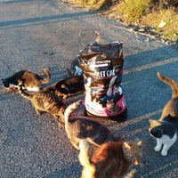 photo de livraison pour Les chats Port-Saint-Louisiens