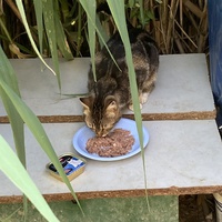 photo de livraison pour Ecole du Chat des Alpilles