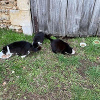 photo de livraison pour Les Chats De QUEAUX