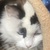 photo animal