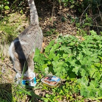 photo de livraison pour Cat Miaou
