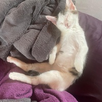 photo de livraison pour Les Chats de la Rue