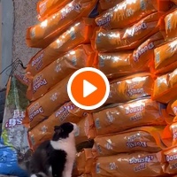 photo de livraison pour Le Coeur sur la Patte